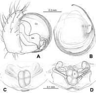 Image of Ogulnius