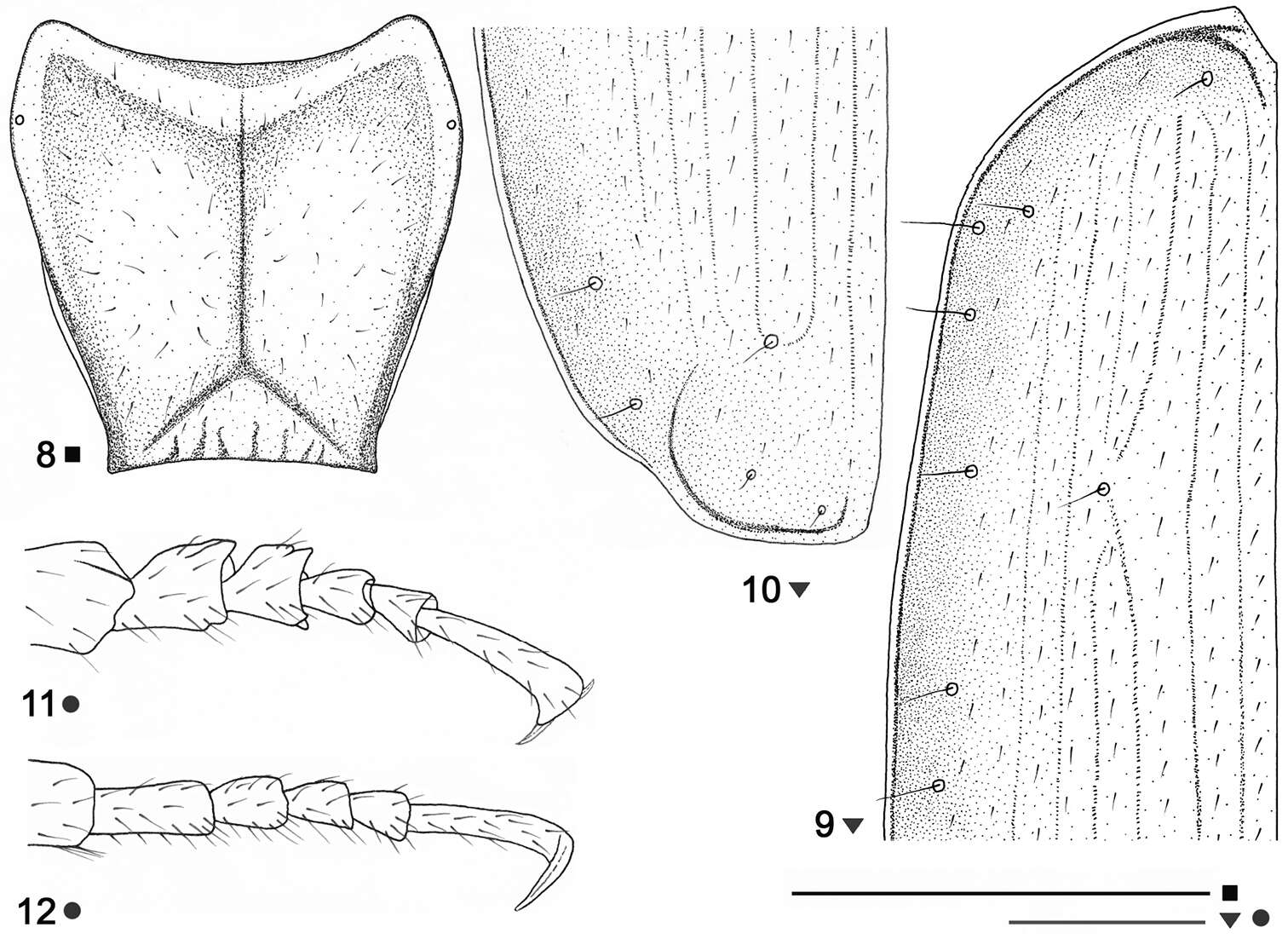 Image of Beronaphaenops