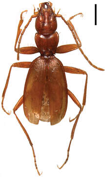 Imagem de Beronaphaenops paphlagonicus B. V. Gueorguiev 2012