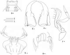 Imagem de Beronaphaenops paphlagonicus B. V. Gueorguiev 2012