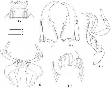 Imagem de Beronaphaenops paphlagonicus B. V. Gueorguiev 2012