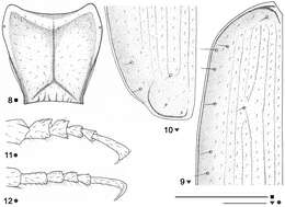 Imagem de Beronaphaenops paphlagonicus B. V. Gueorguiev 2012