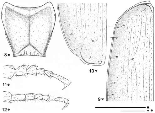 Imagem de Beronaphaenops paphlagonicus B. V. Gueorguiev 2012