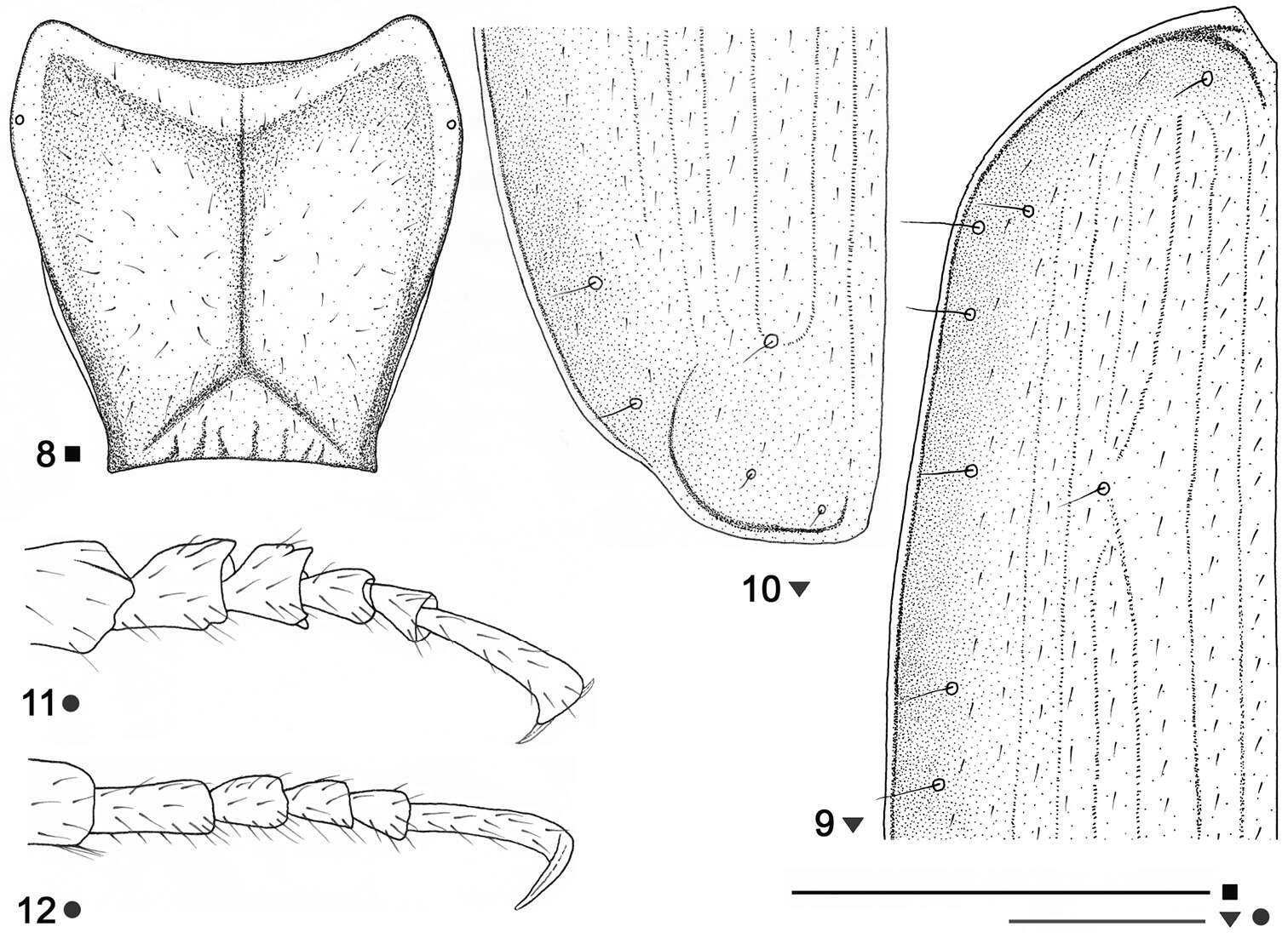 Image of Beronaphaenops paphlagonicus B. V. Gueorguiev 2012