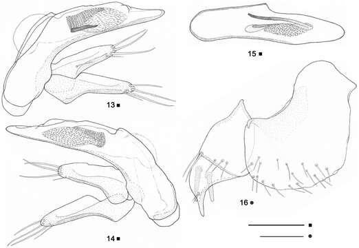 Imagem de Beronaphaenops paphlagonicus B. V. Gueorguiev 2012