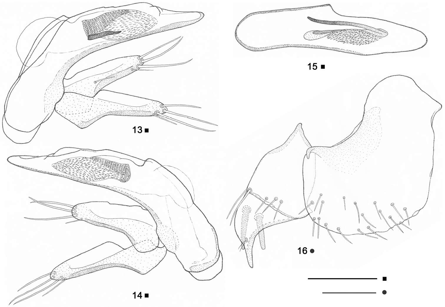 Imagem de Beronaphaenops paphlagonicus B. V. Gueorguiev 2012