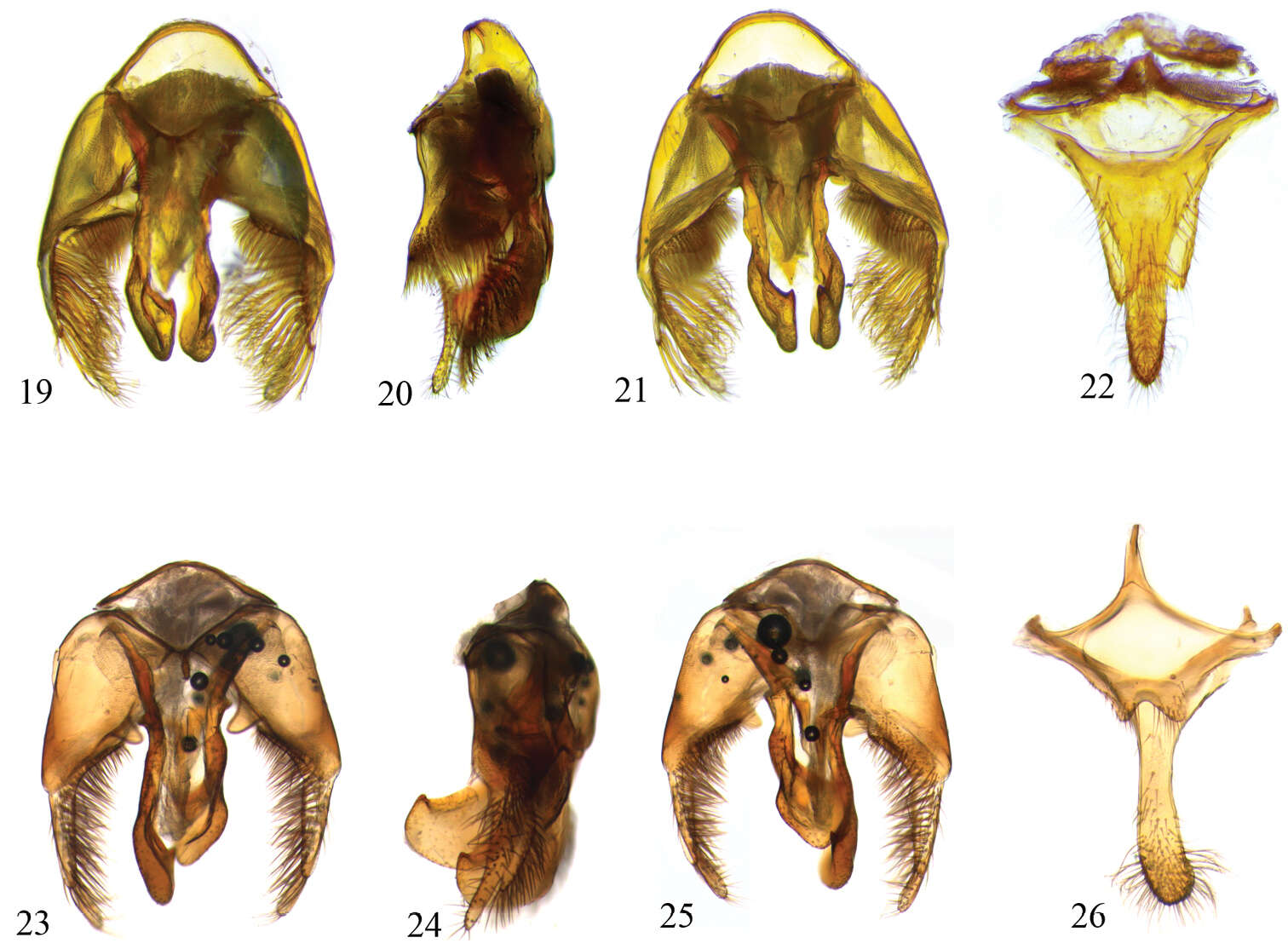 Image of Centris byrsonimae Mahlmann & F. F. Oliveira 2012