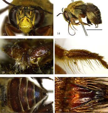 Image of Centris pulchra Moure, Oliveira & Viana 2003