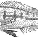 Image of Lake Victoria cichlid