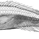 Image of Haplochromis goldschmidti Witte, Westbroek & de Zeeuw 2013