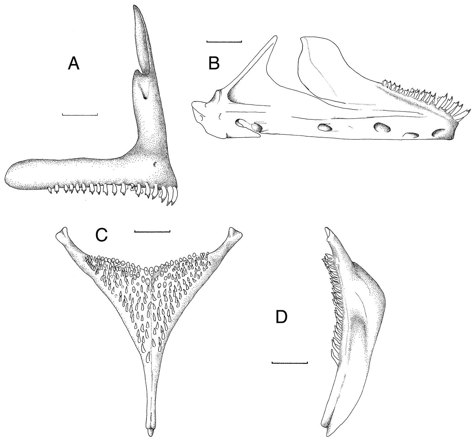 Image of Mouth-brooders