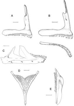 Image of Mouth-brooders