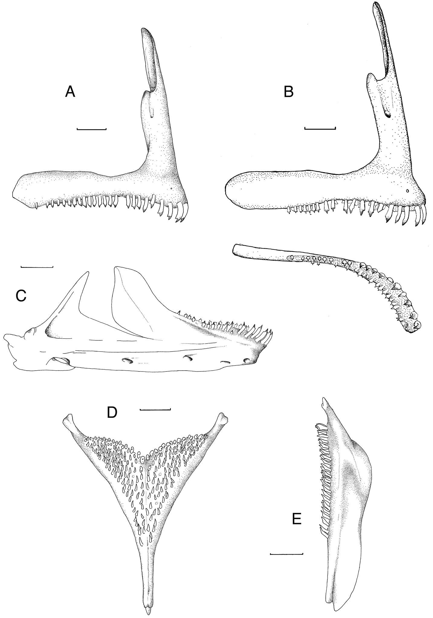 Image of Mouth-brooders