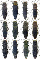 Image of Agrilus mucidus Jendek 2013