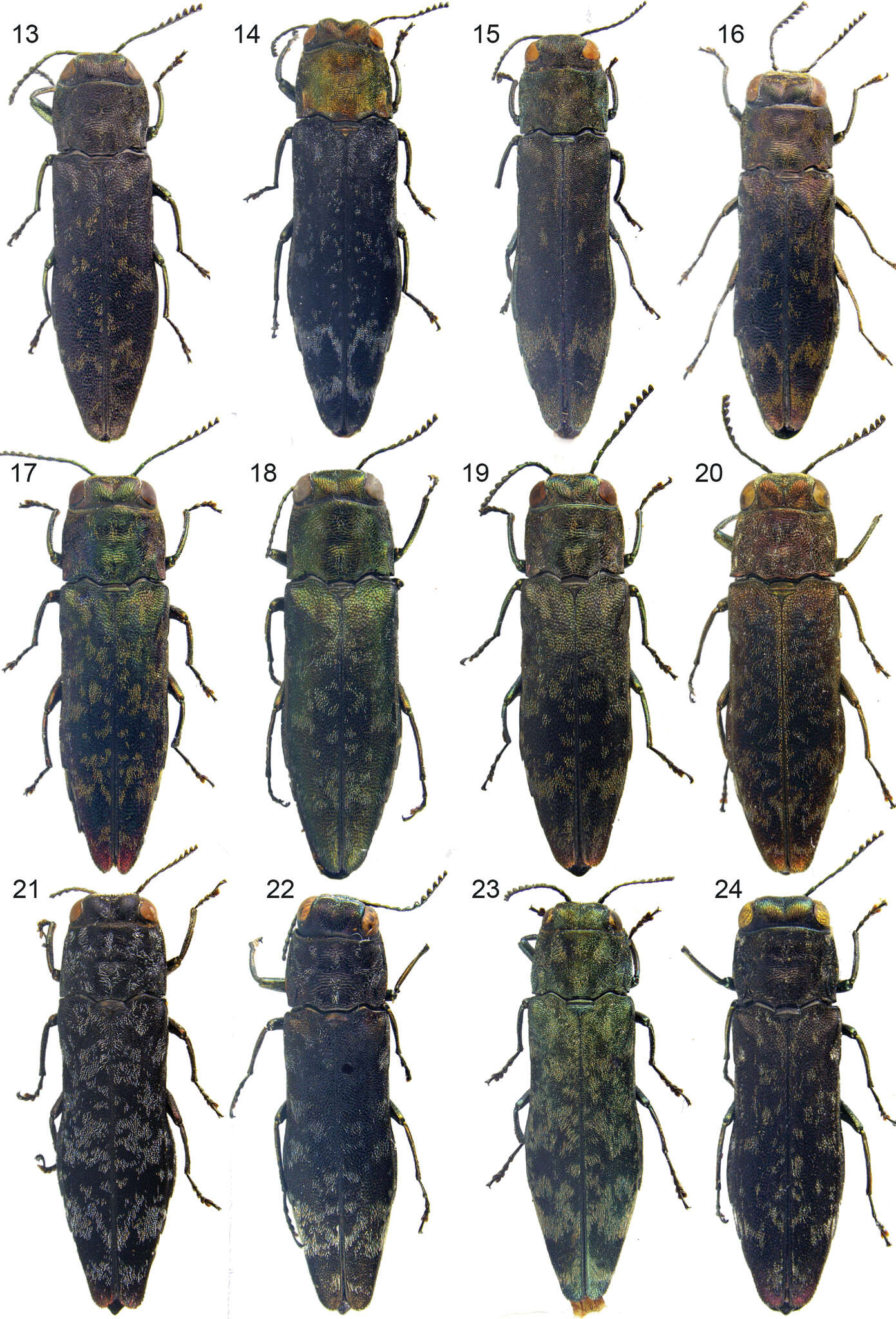 Image of Agrilus nebulosus Jendek 2013