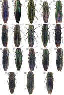 Image of Agrilus occipitalis (Eschscholtz 1822)