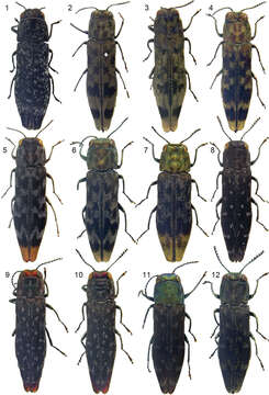 Image of Agrilus perroti Descarpentries & Villiers 1963