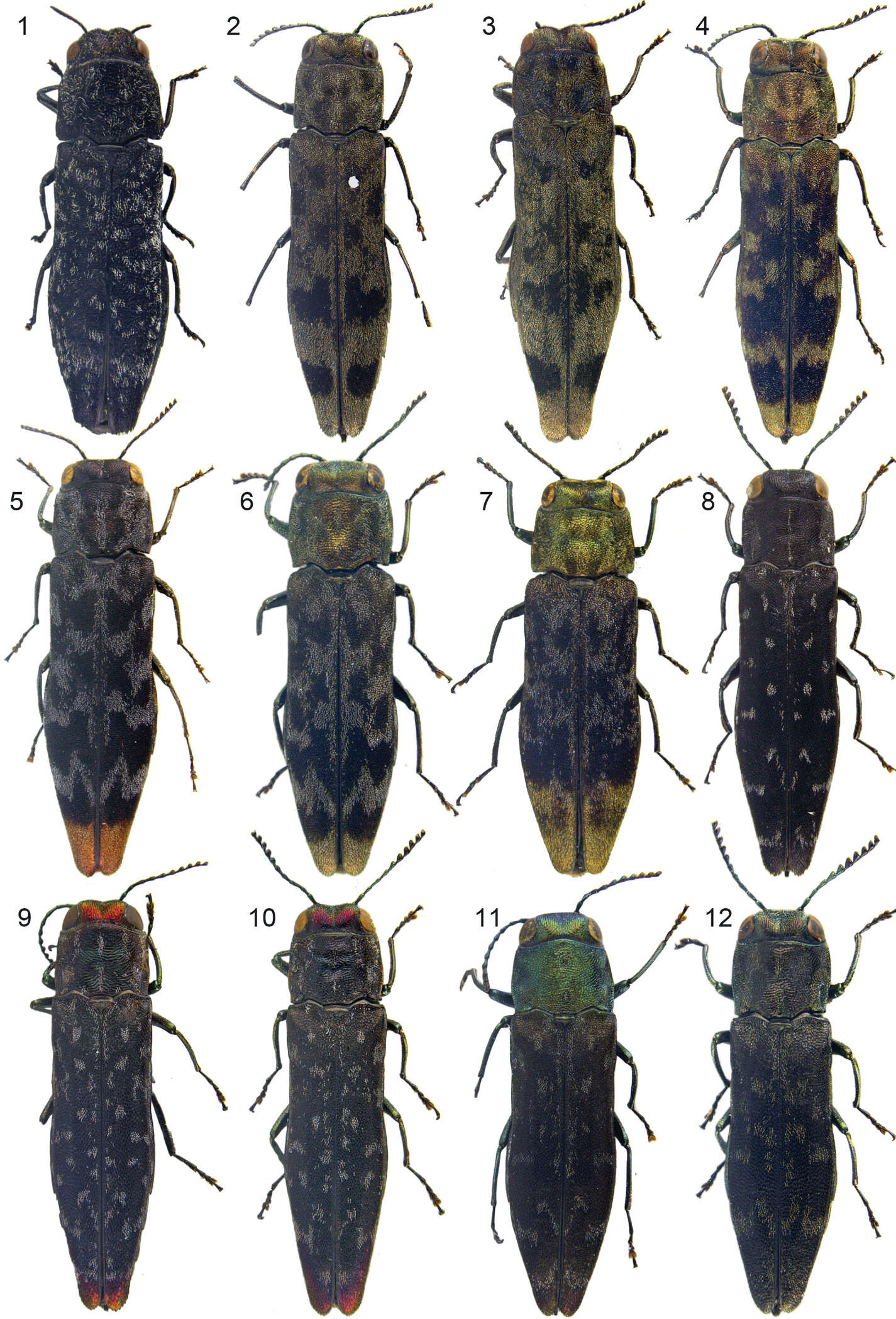 Image of Agrilus picturatus Jendek 2013