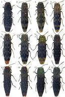 Image of Agrilus pseudoambiguus Jendek 2013