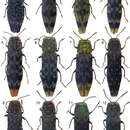 Image of Agrilus umrongso Jendek 2013