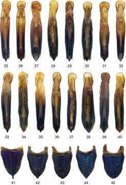 Image of Agrilus auroapicalis ishigakianus Tôyama 1985