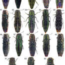 Image de Agrilus biakanus Curletti 2006