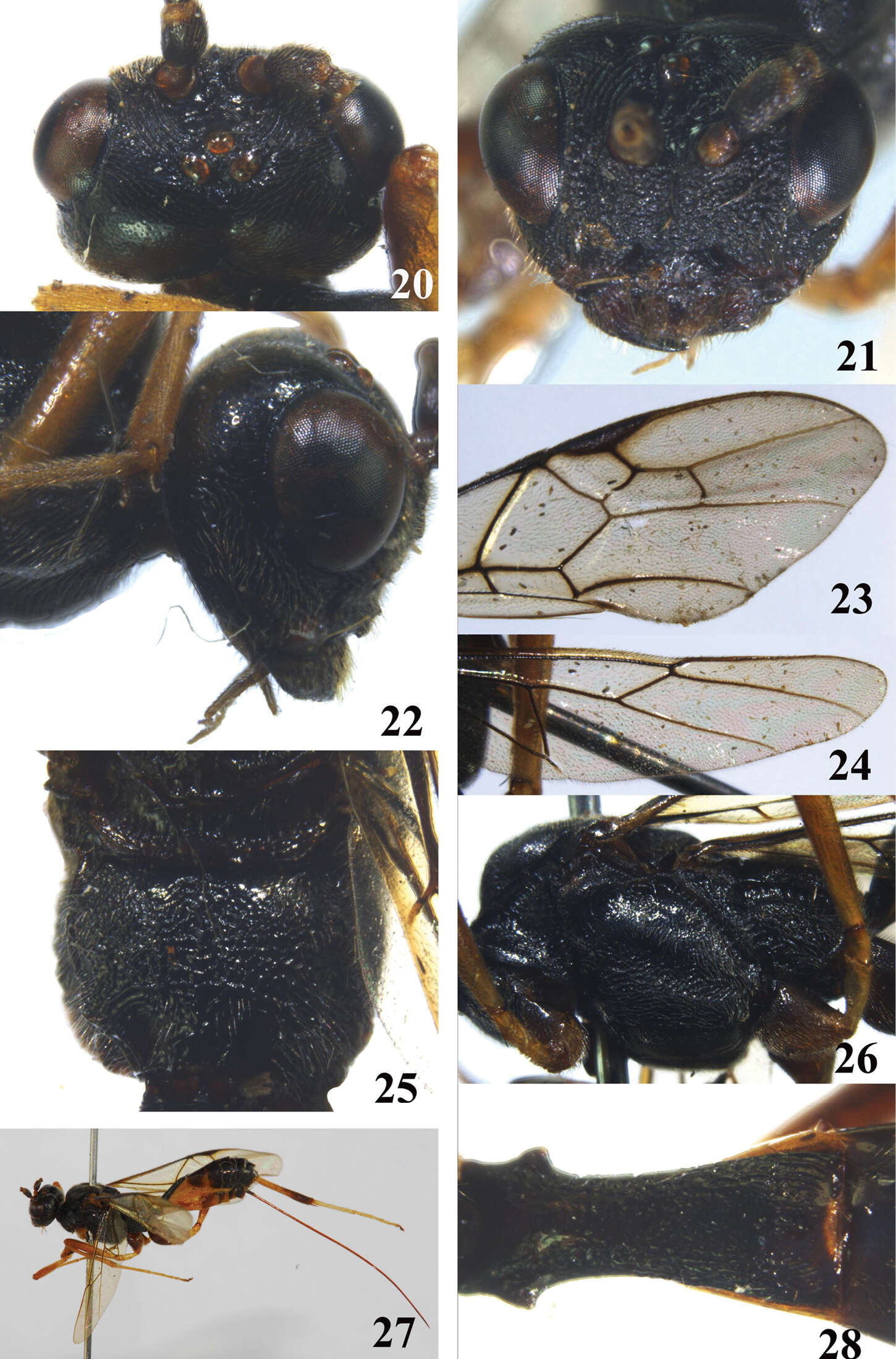 Image of Brulleia noncarinata Yan & Chen