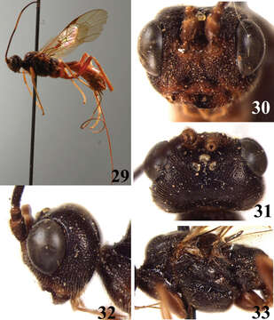 Image of Brulleia punctata Yan & Chen