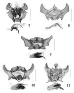 Image of Cochylis triangula Sun & Li 2013