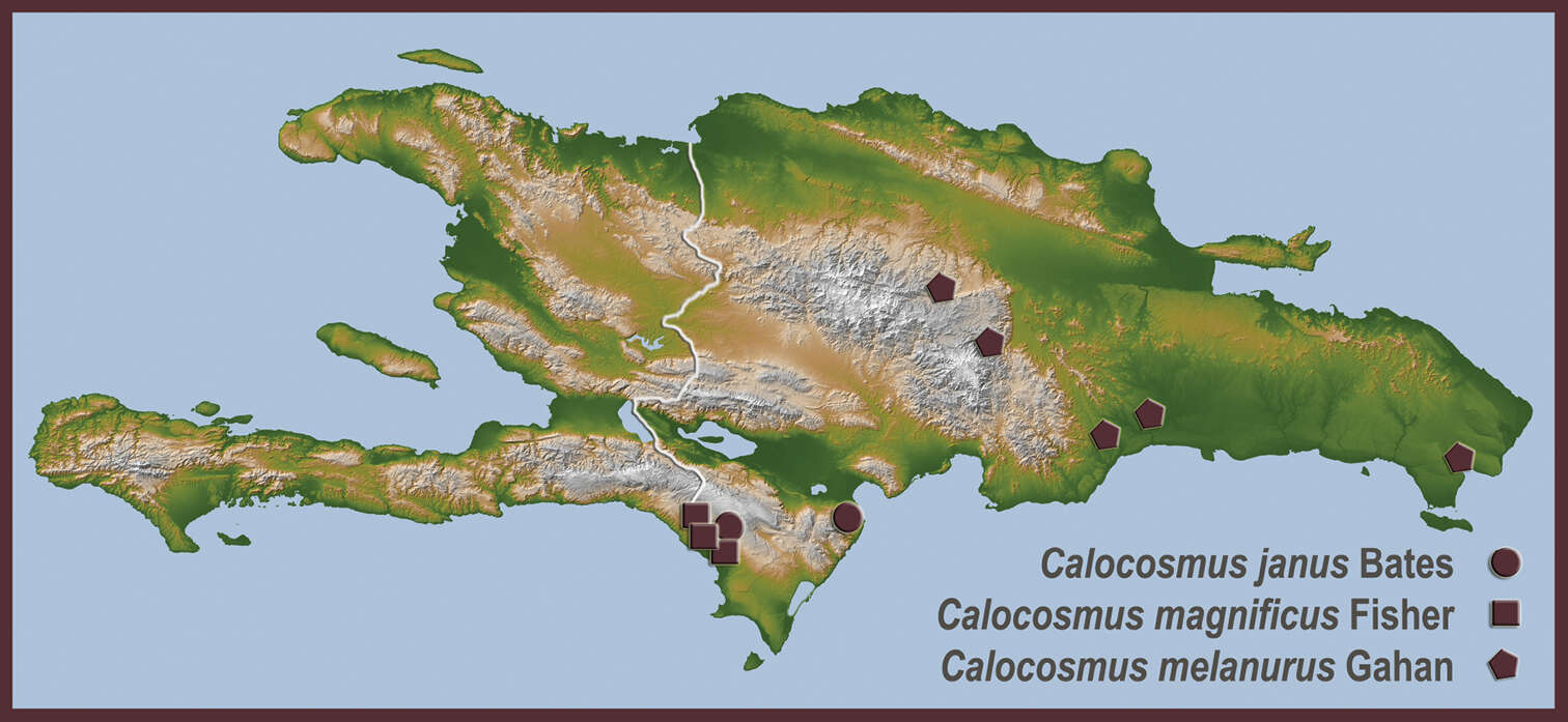 Image of Calocosmus