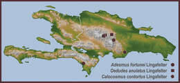 Image of Oedudes