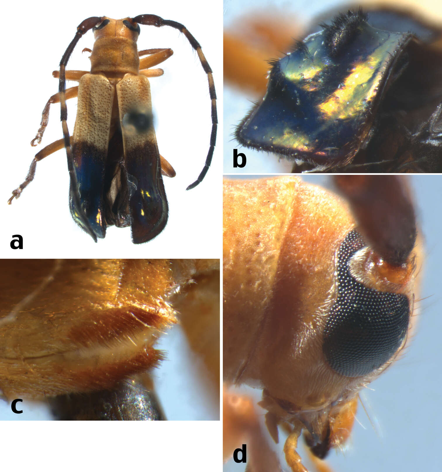 Image of Calocosmus contortus Lingafelter 2013