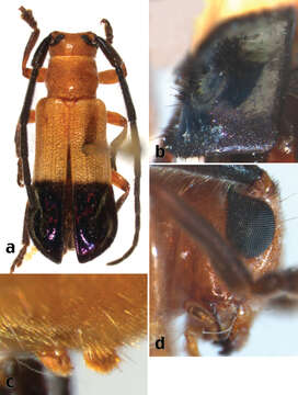 Image of Calocosmus thonalmus Lingafelter 2013