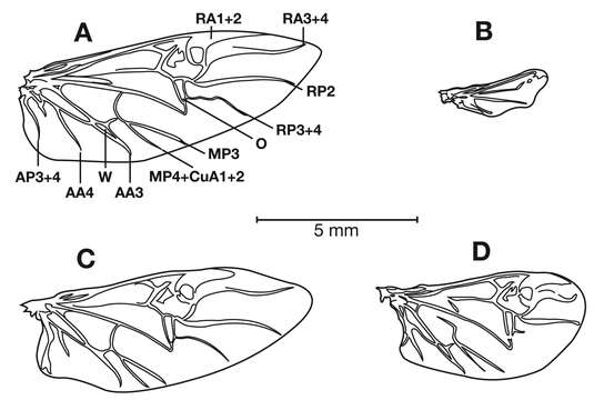 Image of Pinacodera