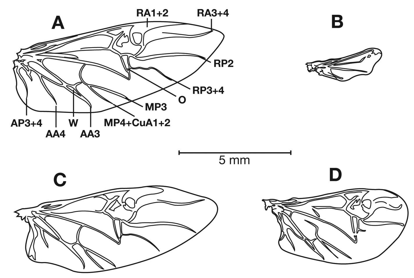 Image of Pinacodera