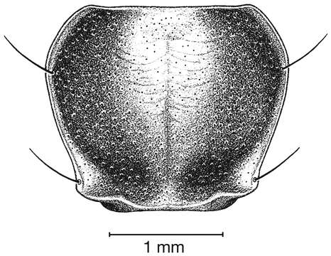 Image de Pinacodera