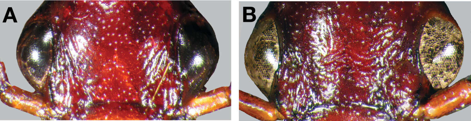 Image de Pinacodera