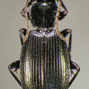 Image of Cymindis chevrolati Gistel 1838