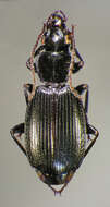 Image of Cymindis