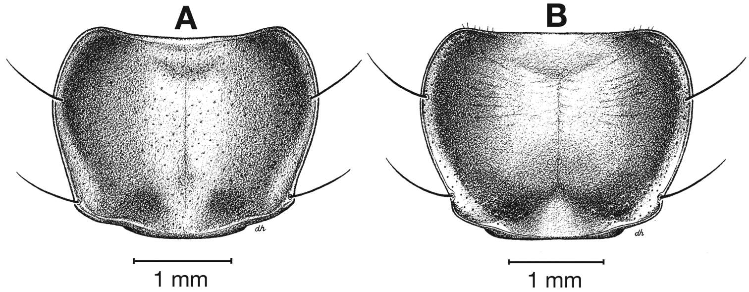 Image of Cymindis