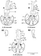 Image of Cymindis