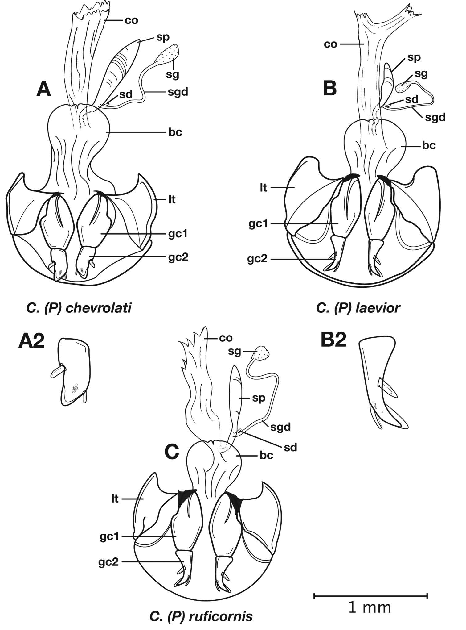 Image of Cymindis