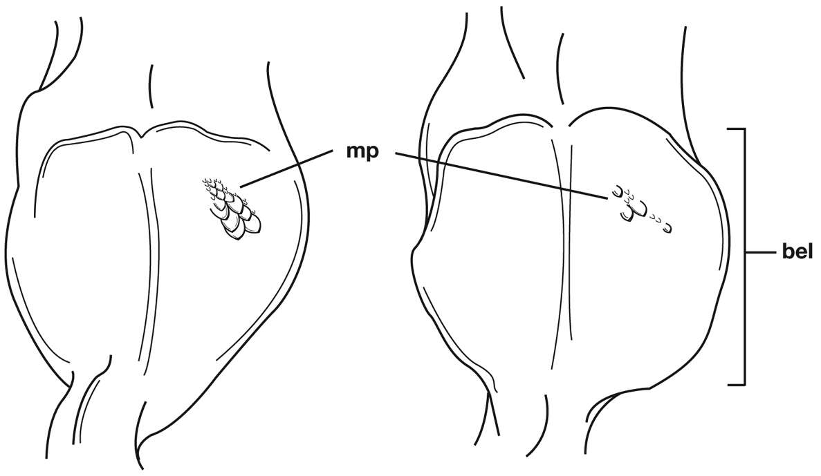 Image of Cymindis