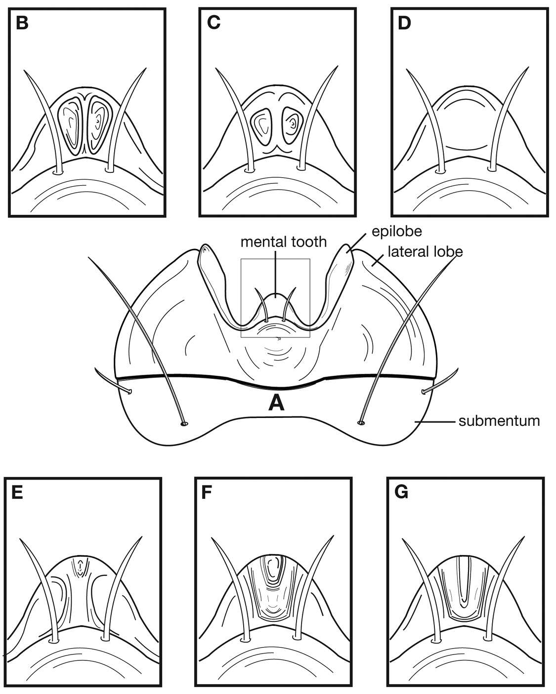 Image of Cymindis