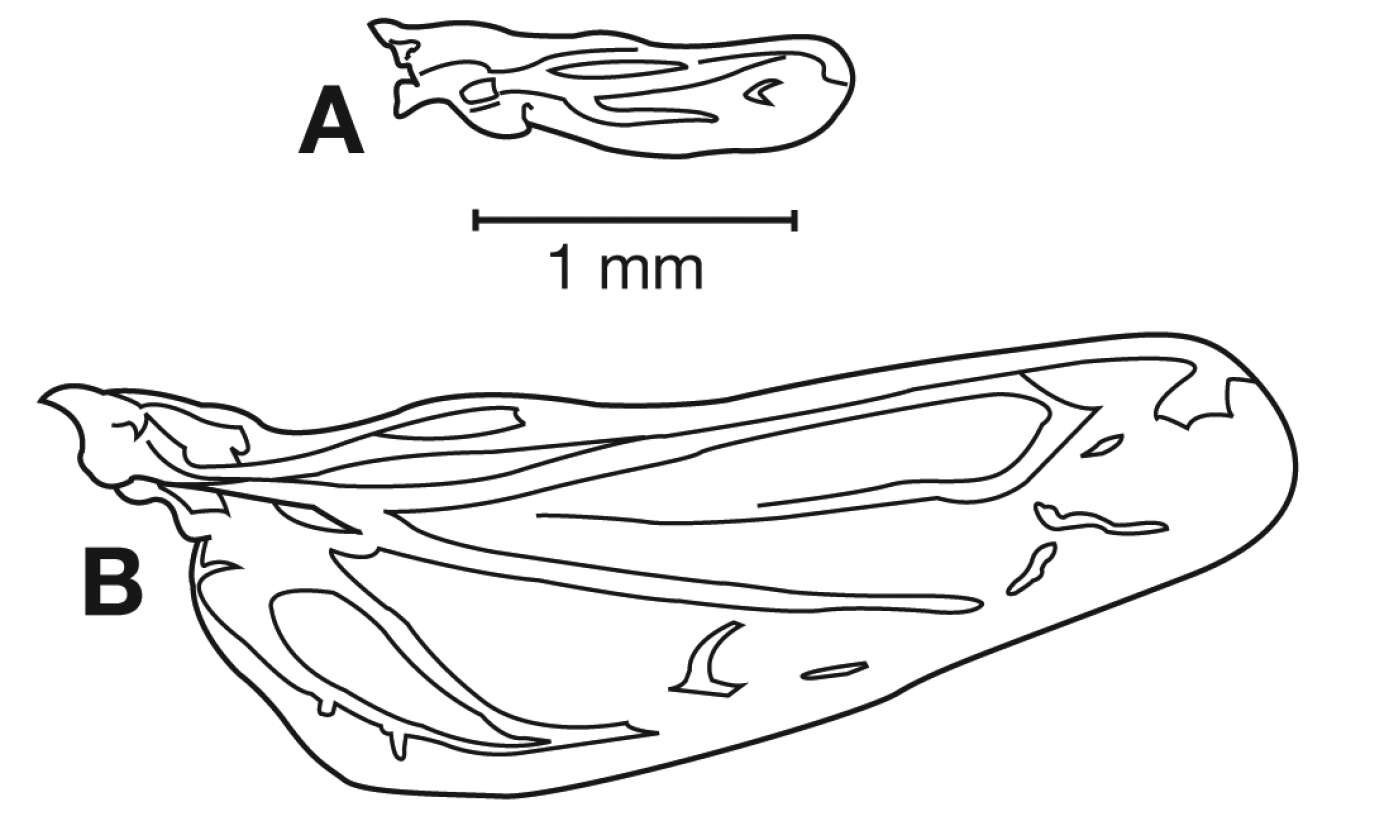 Image of Cymindis