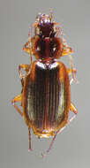 Image of Pinacodera limbata (Dejean 1831)