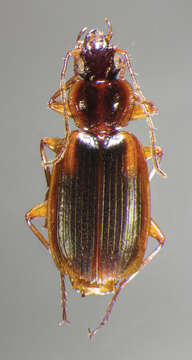 Image of Pinacodera limbata (Dejean 1831)