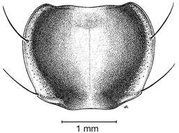 Image of Pinacodera limbata (Dejean 1831)