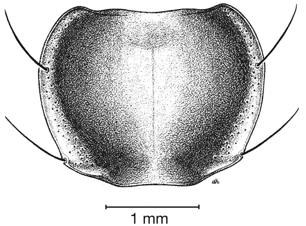 Image of Pinacodera limbata (Dejean 1831)