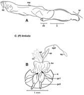 Image of Pinacodera limbata (Dejean 1831)